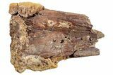 Fossil Dinosaur (Triceratops) Partial Scapula Bone - Wyoming #265597-1